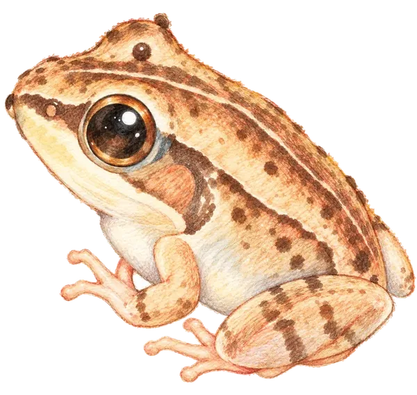 魚池琴蛙