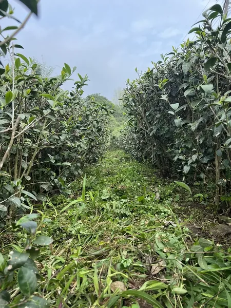 友善農地的茶園，兩排茶樹之間的步道