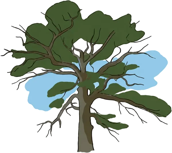 手繪信義・塔塔加大鐵杉