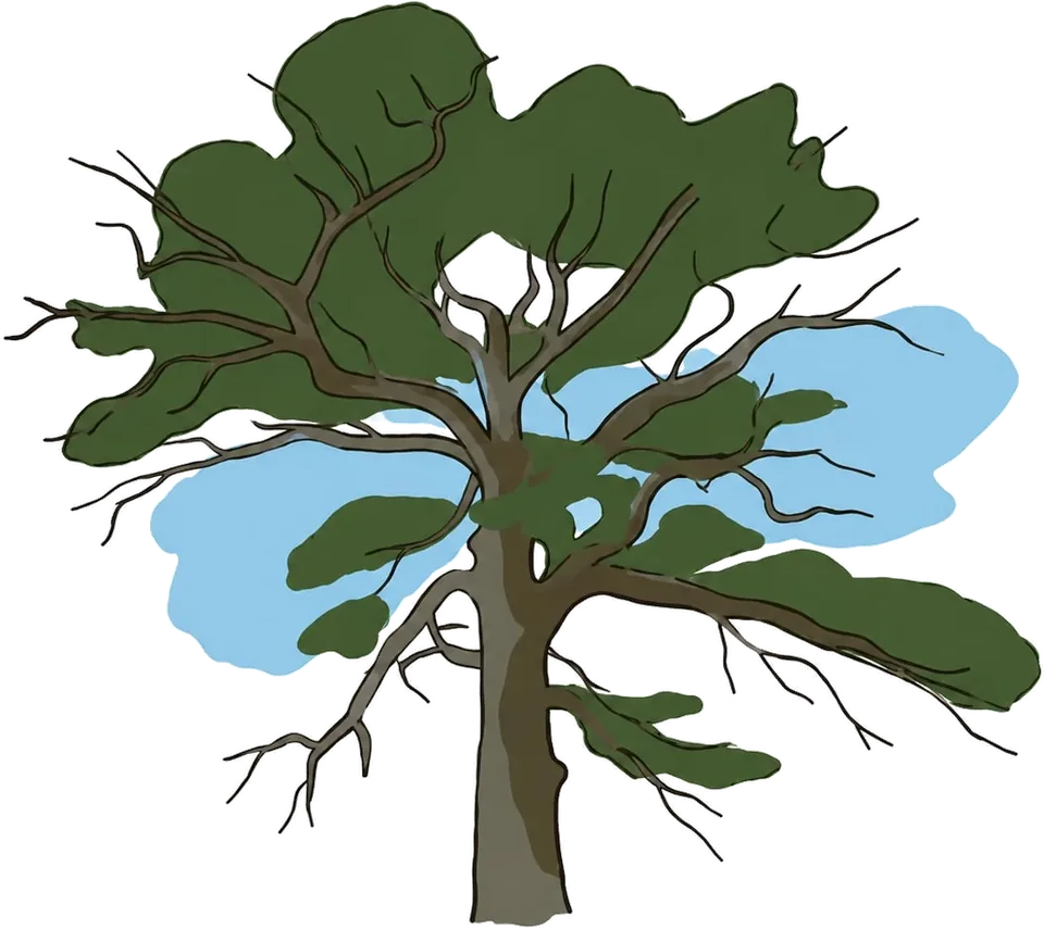 手繪信義・塔塔加大鐵杉